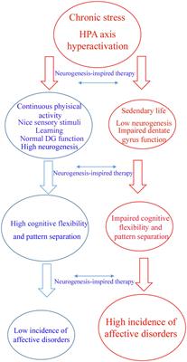 Adult Hippocampal Neurogenesis and Affective Disorders: New Neurons for Psychic Well-Being